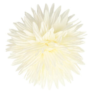 Haarspeld Duckklem 12cm – Haarbloem Aster – Creme