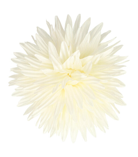 2099684856 Haarspeld Duckklem 12cm – Haarbloem Aster – Creme